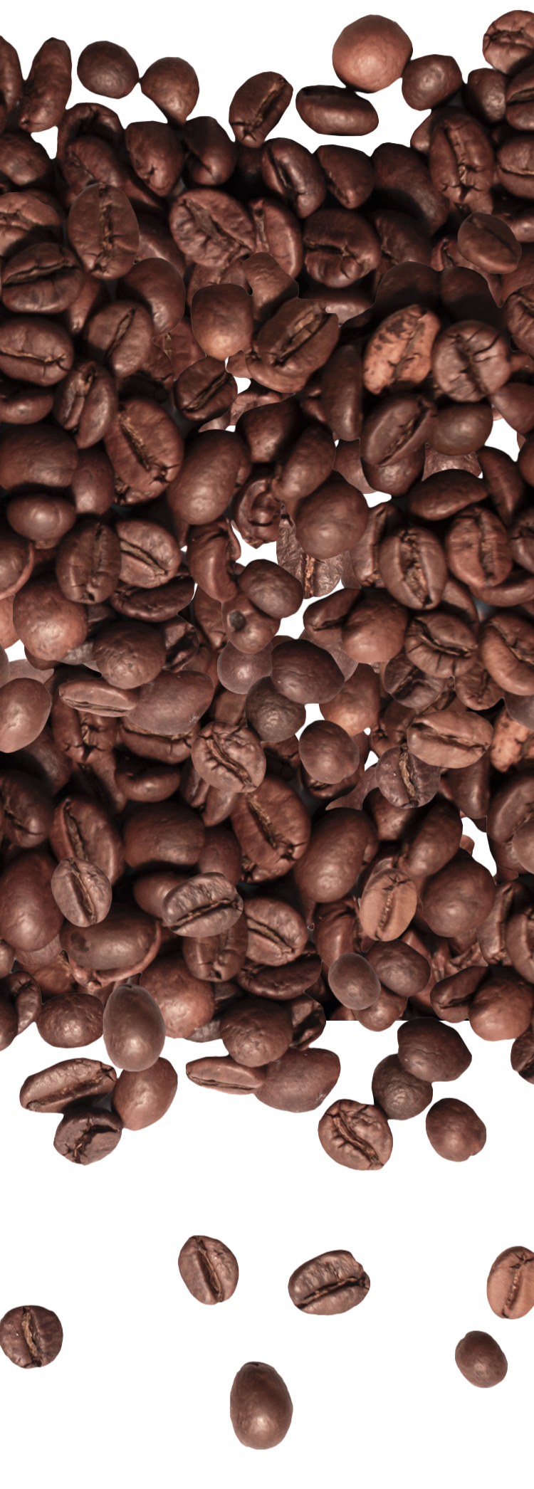 A scattered pile of roasted coffee beans on a white background, with some beans separated from the main group.