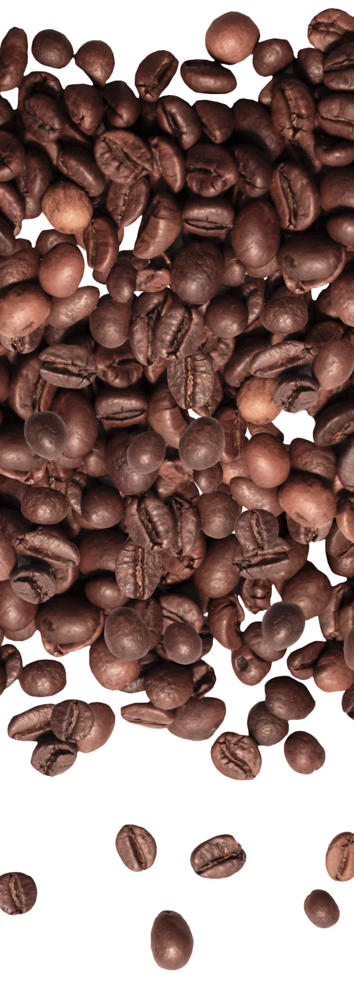 Roasted coffee beans scattered on a white background, some clustered together and others spread out, showing their rich brown color and textured surfaces.