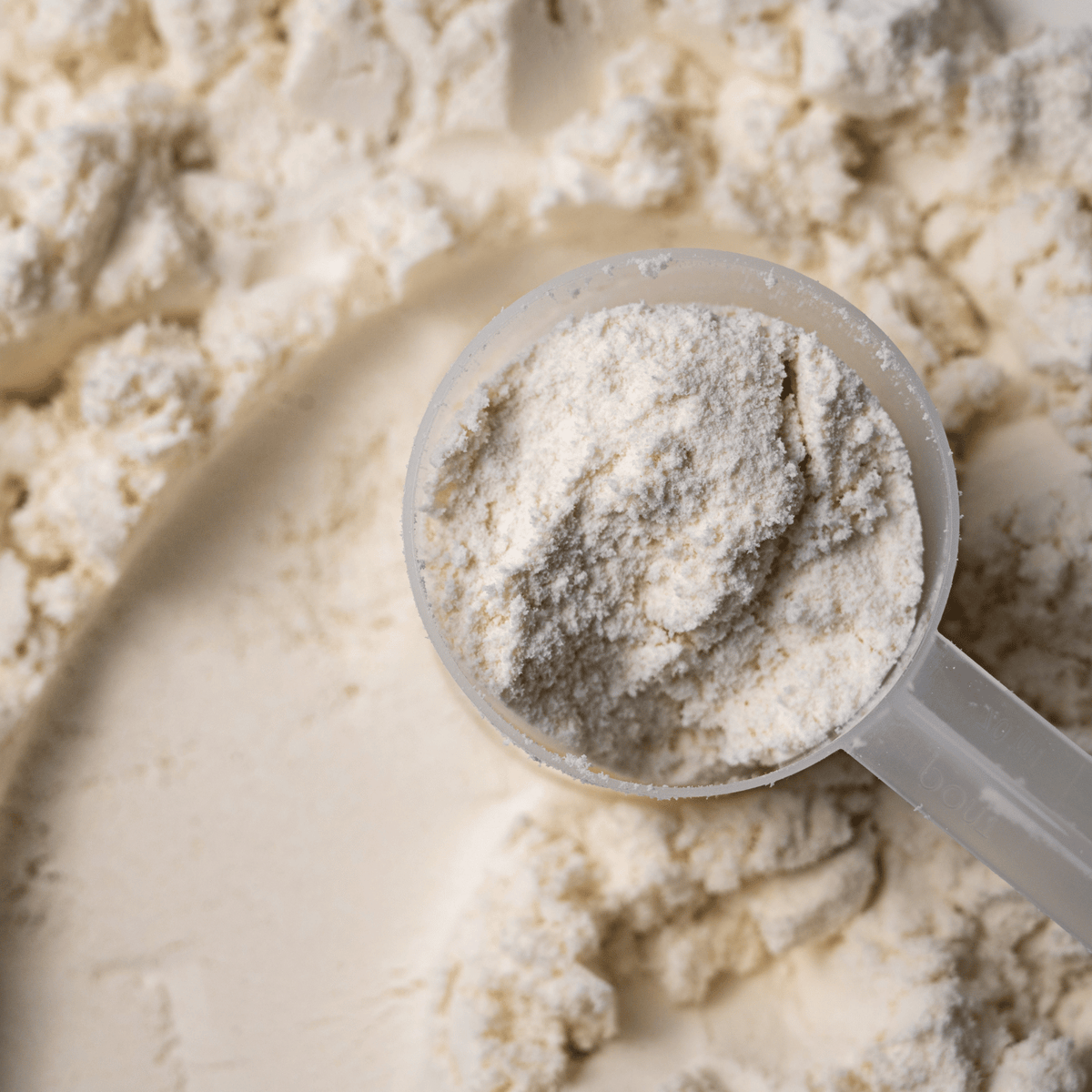 A scoop of whey protein powder.