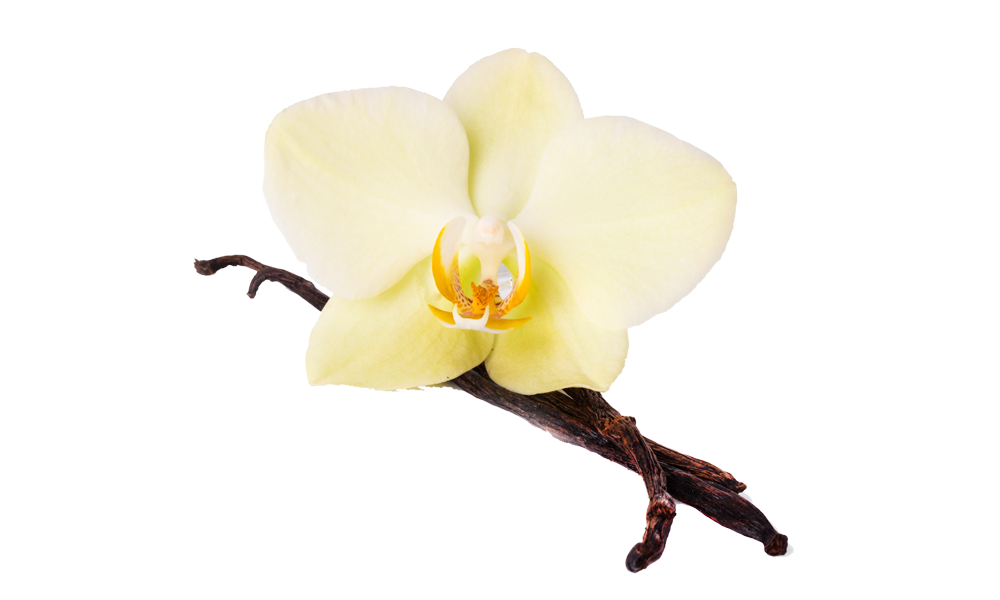 A light yellow orchid flower resting on two dried vanilla pods, placed against a plain white background.